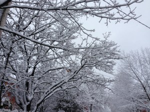 Winter, somewhere near Ottawa, Canada. © Saara Punjani 2013.