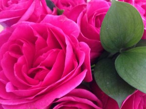 Pink roses. © Saara Punjani 2014.