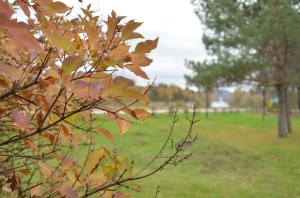 Autumn, somewhere near Mont-Tremblant, QC.  © Asif Virani, 2014.