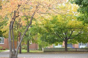 The colours of our progression, somewhere outside Montreal. © Saara Punjani 2014.