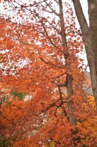 Papery leaf. © Saara Punjani 2014.