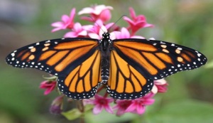 Monarch butterfly. Image source: http://www.inquisitr.com/388618/southwest-airlines-flies-late-blooming-monarch-butterfly-to-texas/